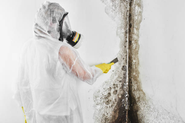 Best Mold Cleaning Services  in La Paloma, TX