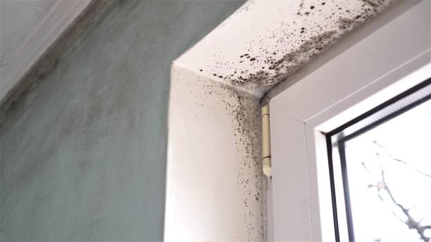 Best Commercial Mold Removal  in La Paloma, TX