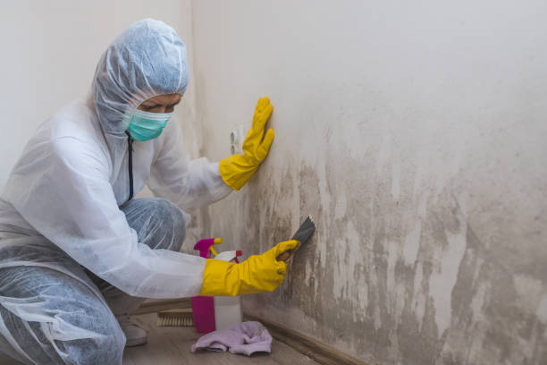 Best Fast Mold Removal  in La Paloma, TX