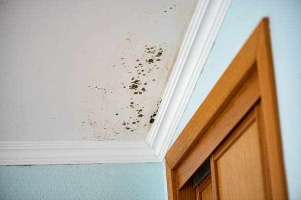 Best Black Mold Removal  in La Paloma, TX
