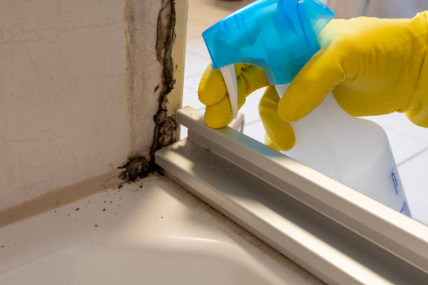 Best Toxic Mold Removal  in La Paloma, TX