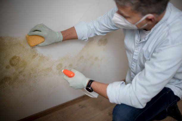 Best Black Mold Removal  in La Paloma, TX