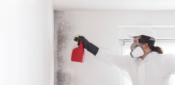 Best Black Mold Removal  in La Paloma, TX