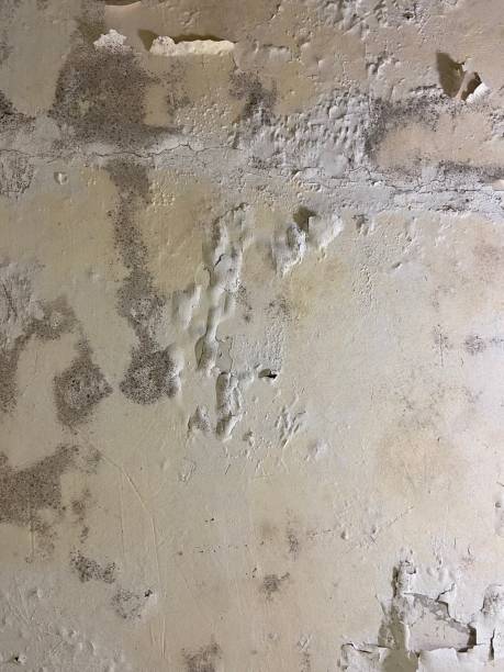 Best Residential Mold Removal  in La Paloma, TX