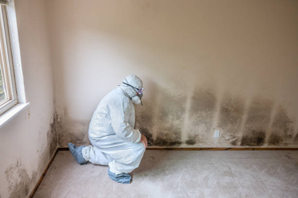 Trusted La Paloma, TX Mold Removal Experts