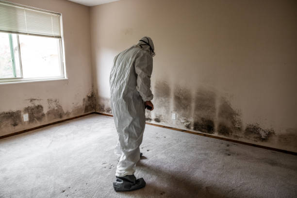 Best Toxic Mold Removal  in La Paloma, TX