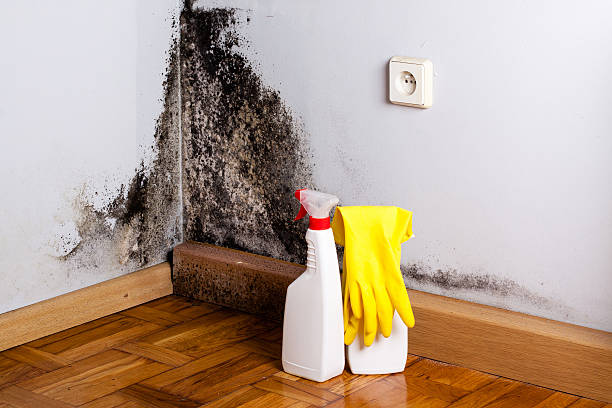 Mold Removal Process in La Paloma, TX