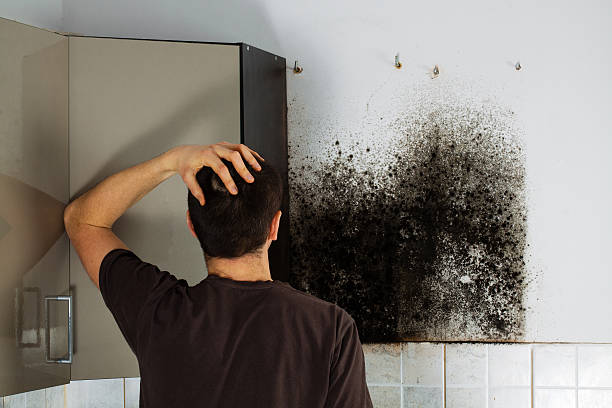 Best Same-Day Mold Removal  in La Paloma, TX