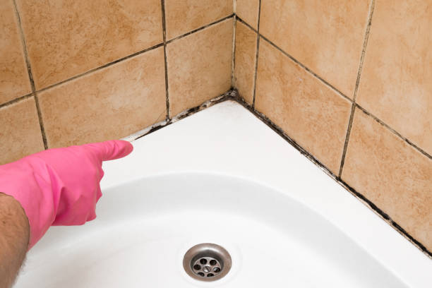 Best Home Mold Removal  in La Paloma, TX